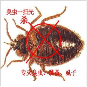 滅臭蟲,殺臭蟲,除臭蟲,臭蟲防治,虹舟除蟲殺蟲公司