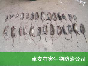 滅鼠公司,滅鼠,深圳虹舟滅鼠公司