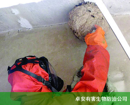 殺馬蜂|滅馬蜂|馬蜂窩處理-深圳卓安有害生物防治公司