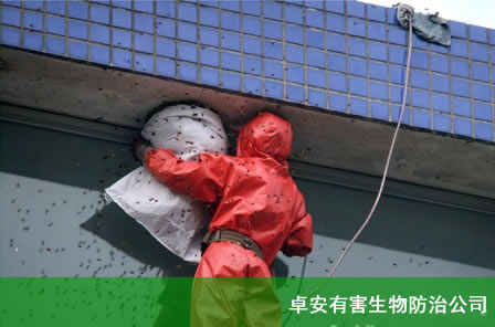 殺馬蜂|滅馬蜂|馬蜂窩處理-深圳卓安有害生物防治公司