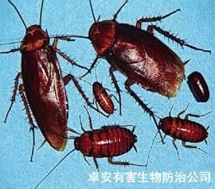 殺蟑螂需關(guān)注蟑螂在家里的三大“駐地”－深圳卓安有害生物防治公司