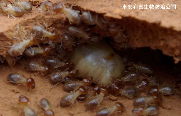 白蟻防治：白蟻如何繁衍生長(zhǎng)？－深圳卓安有害生物防治公司