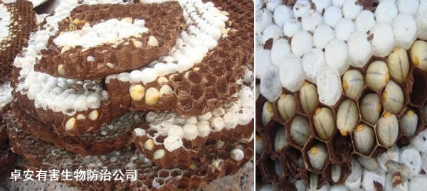 馬蜂窩的藥用價(jià)值詳解－深圳卓安有害生物防治公司