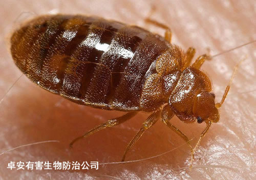 用化學(xué)雞尾酒誘捕消滅臭蟲－深圳卓安有害生物防治公司