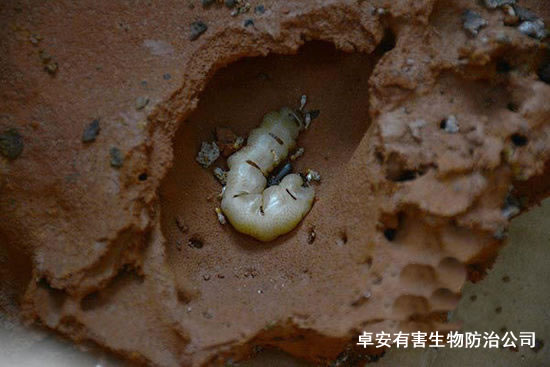 巨型白蟻窩發(fā)現(xiàn)拇指大白蟻后－深圳虹舟除蟲公司