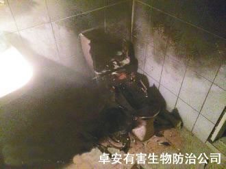 女子滅蟑螂引發(fā)臺灣馬桶爆炸－深圳卓安除蟲公司