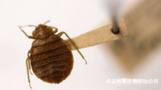 春雨之時(shí)如何防滅臭蟲(chóng)－深圳卓安除蟲(chóng)公司