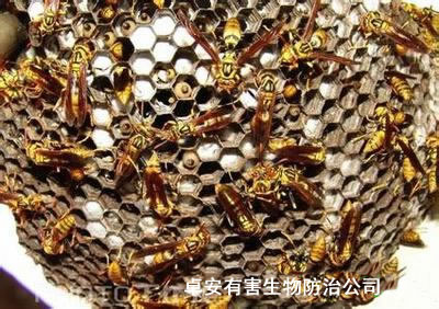 殺馬蜂：馬蜂蜇人原因分析－深圳卓安除蟲(chóng)公司