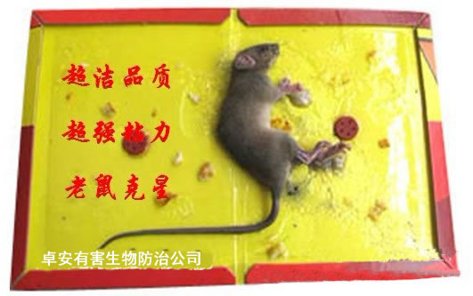 冬季里家庭滅鼠方法指南－深圳卓安除蟲滅鼠公司