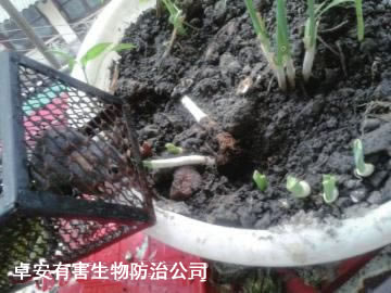 陽臺種菜防老鼠和滅鼠妙招－深圳卓安除蟲滅鼠公司