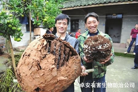 一家三口10年消滅幾千個(gè)馬蜂窩－深圳卓安除蟲公司