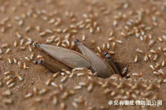 白蟻防治站處理敬老院白蟻“襲人”事件－深圳卓安除蟲公司