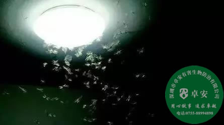 如何防止白蟻進(jìn)門及消滅白蟻？－深圳卓安有害生物防治公司