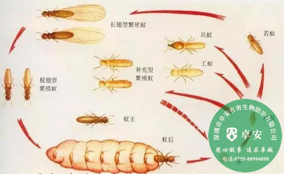 如何防止白蟻進(jìn)門及消滅白蟻？－深圳卓安有害生物防治公司