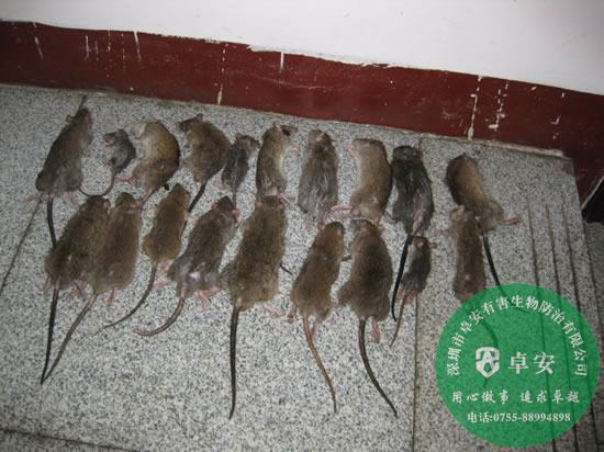 各種滅鼠小方法教教你－深圳卓安有害生物防治公司