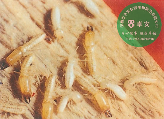 卓安專家四招教你白蟻防治方法－深圳卓安有害生物防治公司