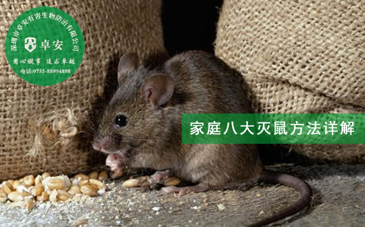 家庭八大滅鼠方法詳解－深圳卓安有害生物防治公司