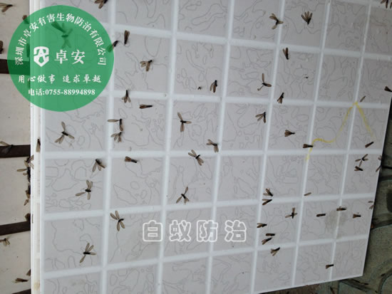 科學(xué)滅殺白蟻有技巧－深圳卓安有害生物防治公司