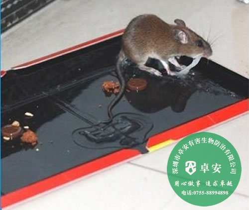 實(shí)用又省錢的九大滅老鼠方法－深圳卓安有害生物防治公司