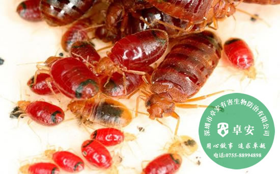 家里出現(xiàn)臭蟲(chóng)的原因及如何消滅臭蟲(chóng)－深圳卓安有害生物防治公司