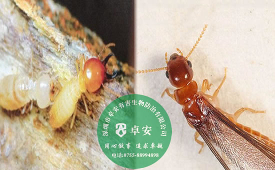白蟻防治五大方法指南－深圳卓安有害生物防治公司
