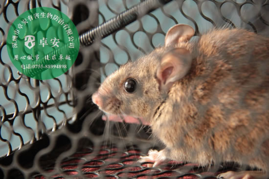 冬季滅鼠的好方法及防鼠措施-深圳卓安有害生物防治公司