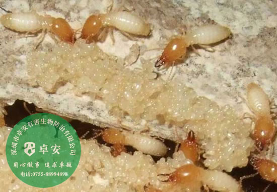 白蟻的危害有哪些？－深圳卓安有害生物防治公司