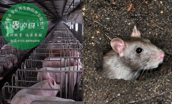 養(yǎng)豬場有效滅鼠方法指南－深圳卓安有害生物防治公司