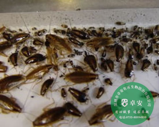 室內(nèi)除蟲(chóng)滅蟑螂的八大方法－深圳卓安有害生物防治公司