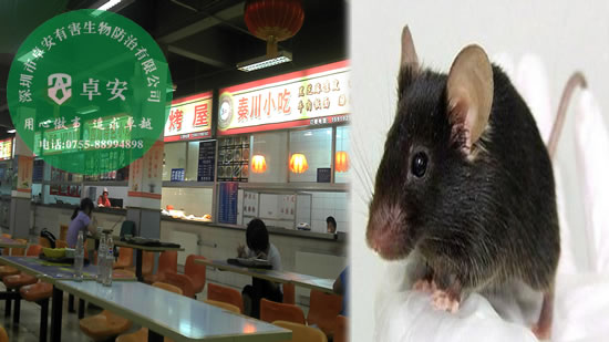 餐館如何有效消滅老鼠？－深圳卓安有害生物防治公司