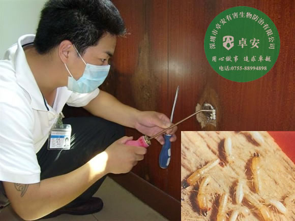 怎么消滅家中的白蟻窩？－深圳卓安有害生物防治公司