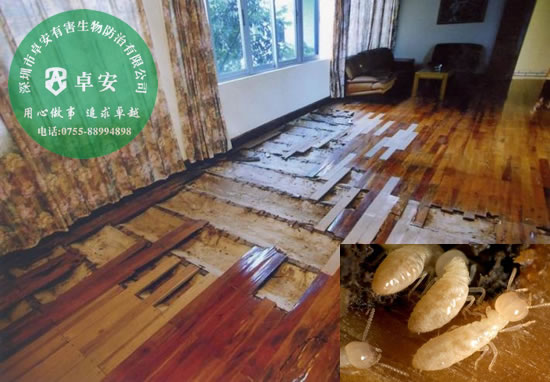 居家滅白蟻的常用方法－深圳卓安有害生物防治公司