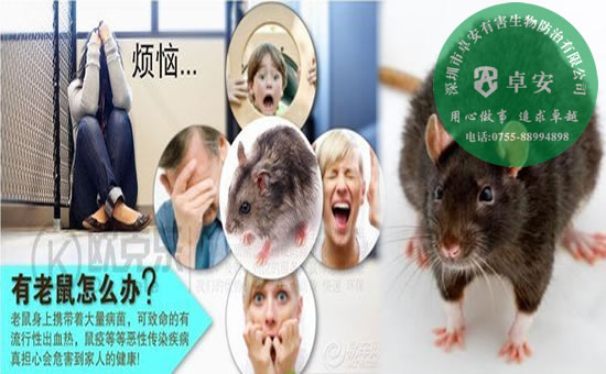 老鼠的危害與防治方法－深圳卓安有害生物防治公司