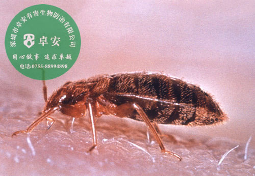 家里如何有效消滅臭蟲？－深圳卓安有害生物防治公司