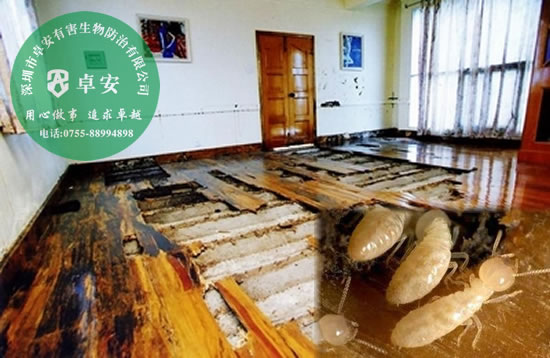 房屋建筑白蟻防治方法－深圳卓安有害生物防治公司