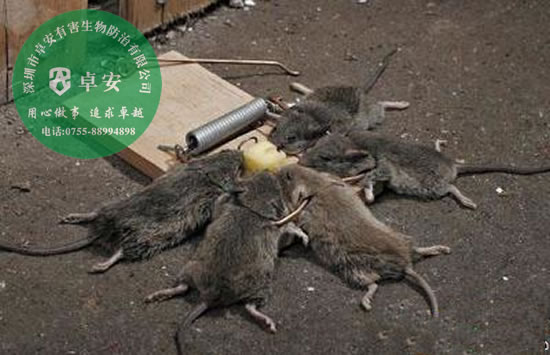 滅鼠之全球鼠害分析指南－深圳卓安有害生物防治公司
