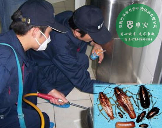 家居除蟲滅蟑螂方法－深圳卓安有害生物防治公司