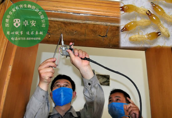 家中發(fā)現(xiàn)白蟻怎么滅？－深圳卓安有害生物防治公司