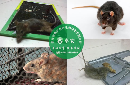 民間新奇滅鼠方法集錦－深圳卓安有害生物防治公司