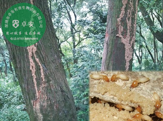 園林樹木的白蟻預(yù)防方法－深圳卓安有害生物防治公司