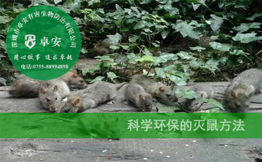 科學(xué)環(huán)保的滅鼠方法－深圳卓安有害生物防治公司