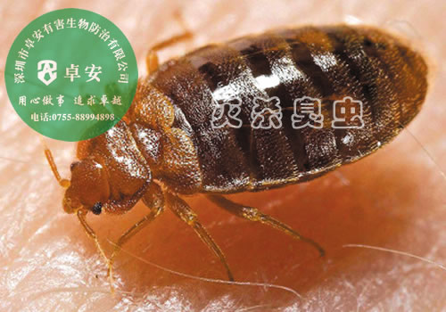 關(guān)于臭蟲(chóng)的十個(gè)謠言－深圳卓安有害生物防治公司