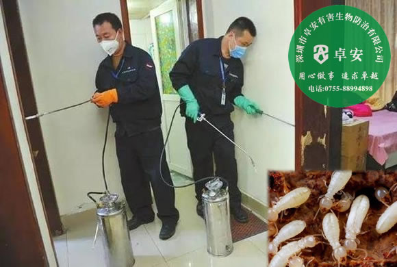 專家四招教你怎么防治白蟻－深圳卓安有害生物防治公司