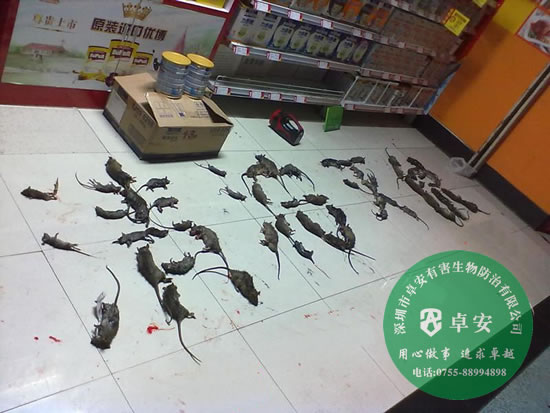 滅鼠先做好防鼠工作－深圳卓安有害生物防治公司
