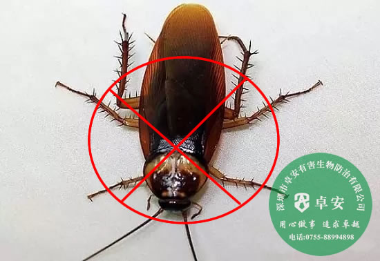 家庭怎樣有效消滅蟑螂呢？－深圳卓安有害生物防治公司