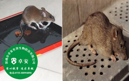 網(wǎng)友提供的有效滅鼠方法－深圳卓安有害生物防治公司