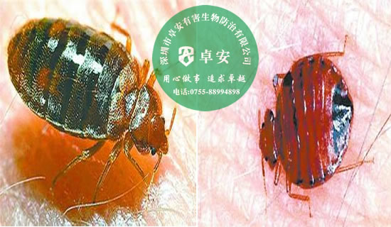 除臭蟲最簡單的方法－深圳卓安有害生物防治公司
