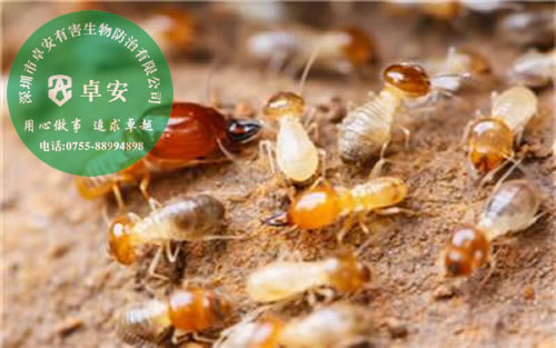 滅白蟻可用慢性中毒方法－深圳卓安有害生物防治公司