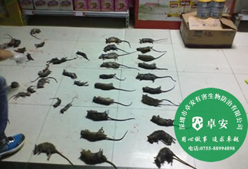 防鼠和滅鼠方法指南－深圳卓安有害生物防治公司