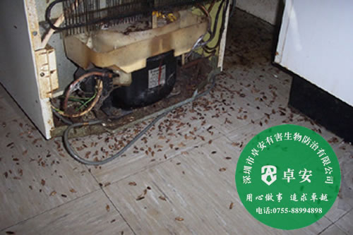 消滅蟑螂需要了解蟑螂－深圳卓安有害生物防治公司